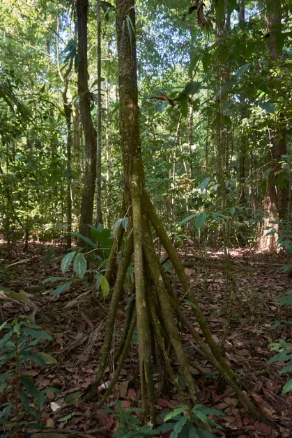 planta que anda socratea exorrhiza (1)