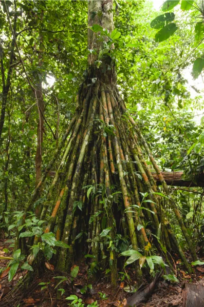 planta que anda socratea exorrhiza (2)