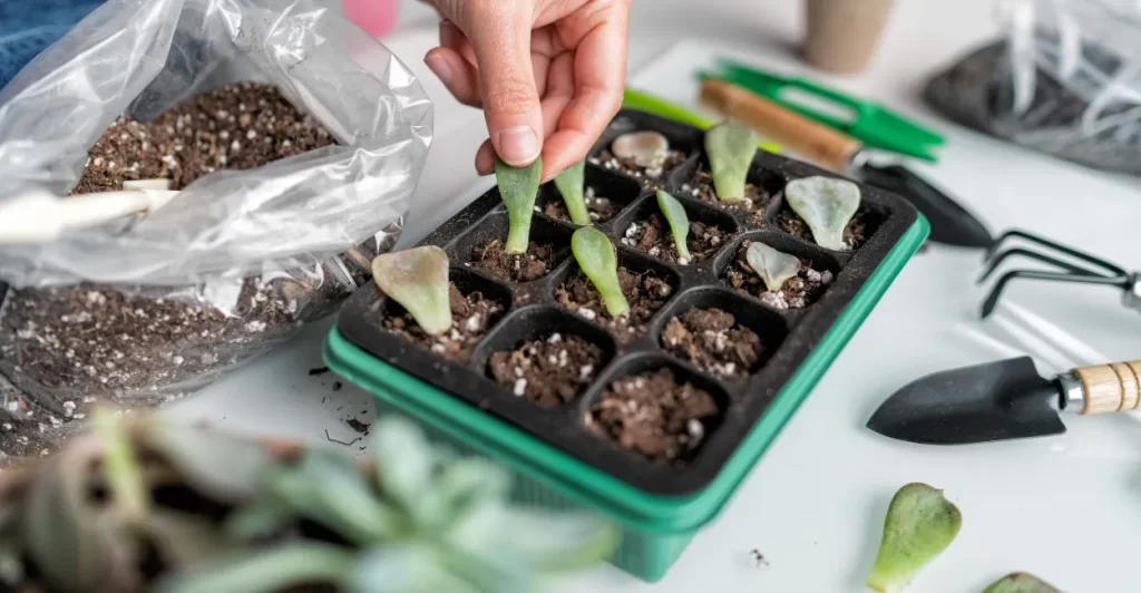 propagação de suculentas