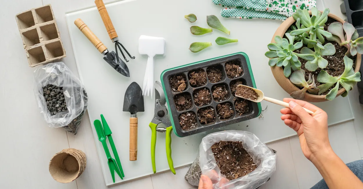 propagação de suculentas (2)