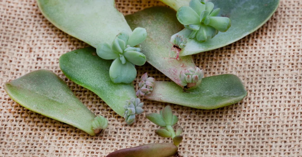 propagação de suculentas (3)