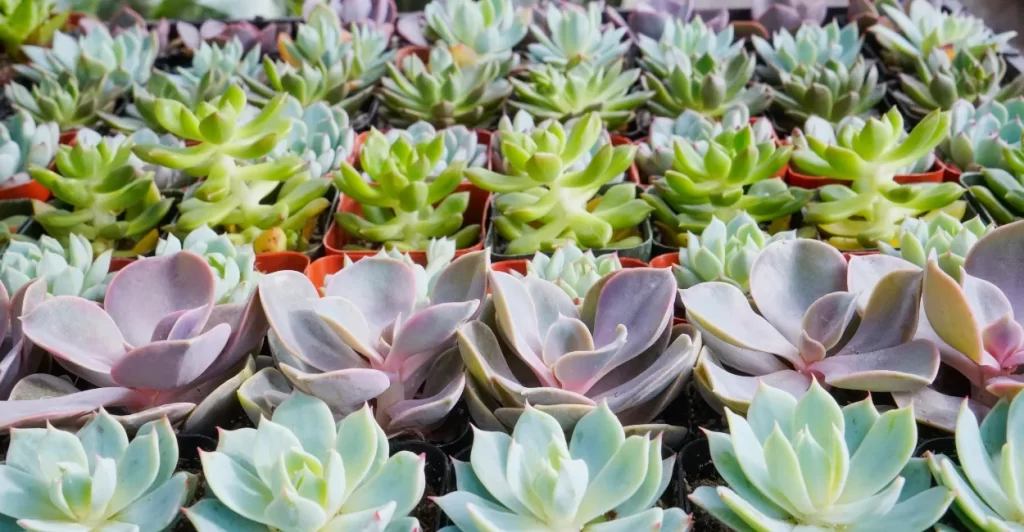 echeveria-propagação de suculentas (5)