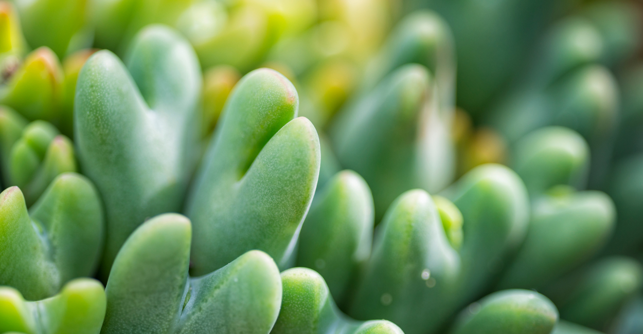 suculenta mais rara do mundo