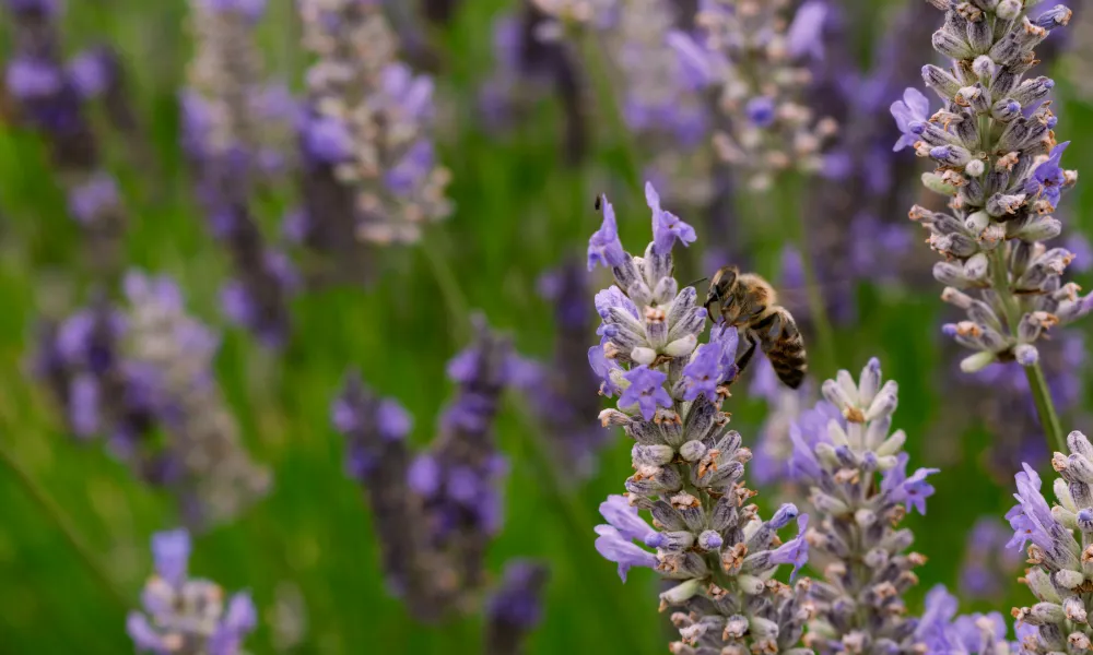Alfazema e Lavanda Diferenças, Usos e Benefícios (1)