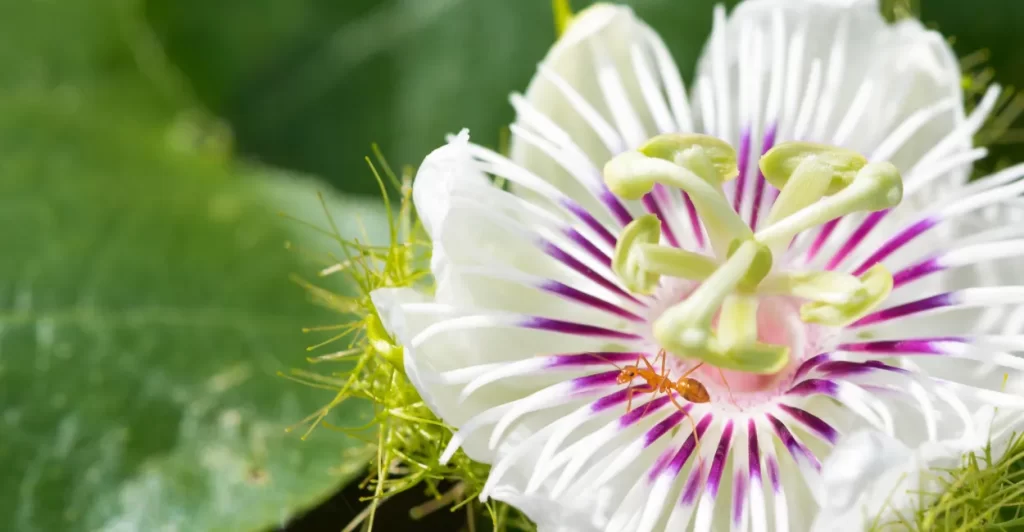 Passiflora beleza exótica e benefícios naturais