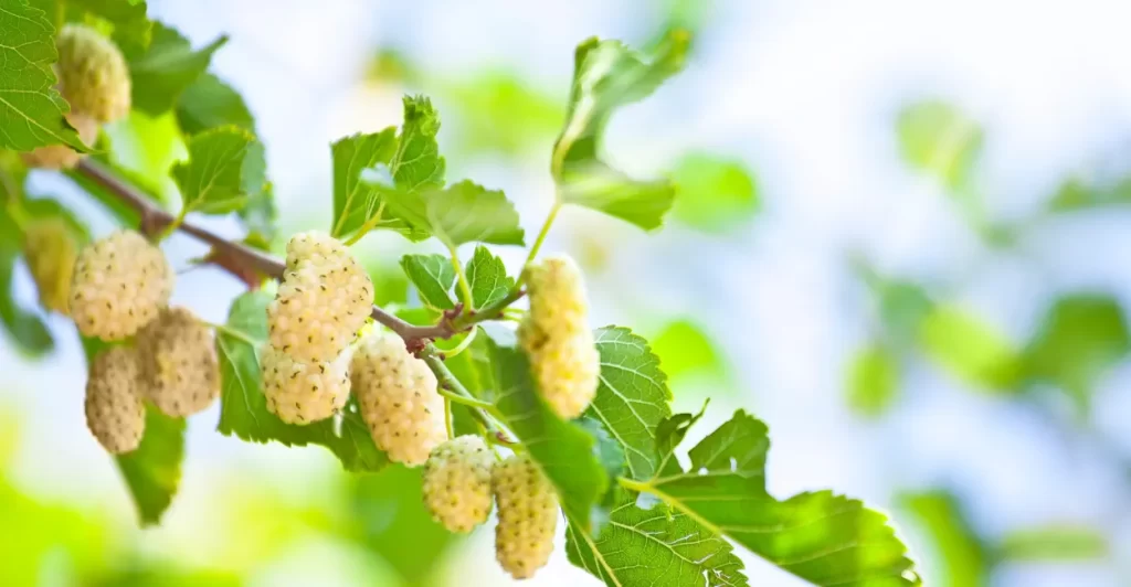 amora morus nigra beneficios