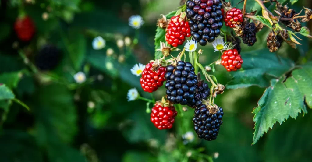 amora morus nigra beneficios (4)