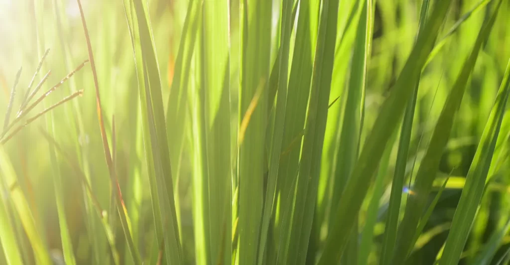 capim limao beneficios usos (3)