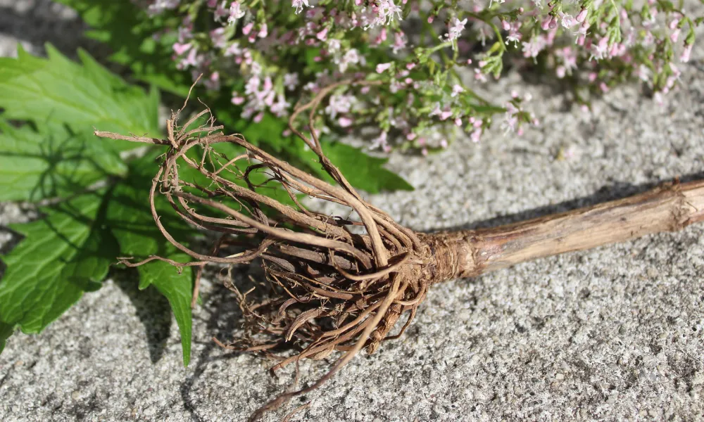 como cultivar valeriana