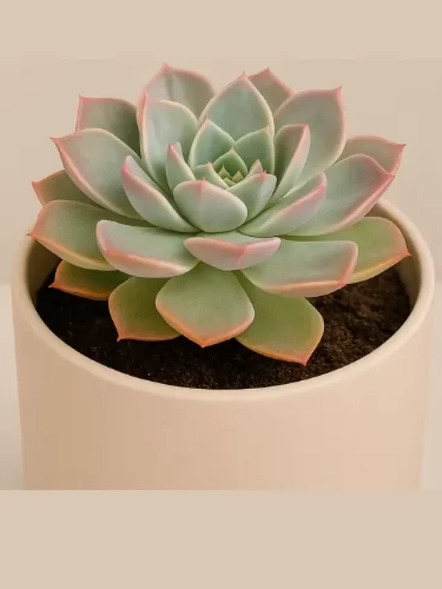 cropped CAPA WS ECHEVERIA NO FENG SHUI 2.webp