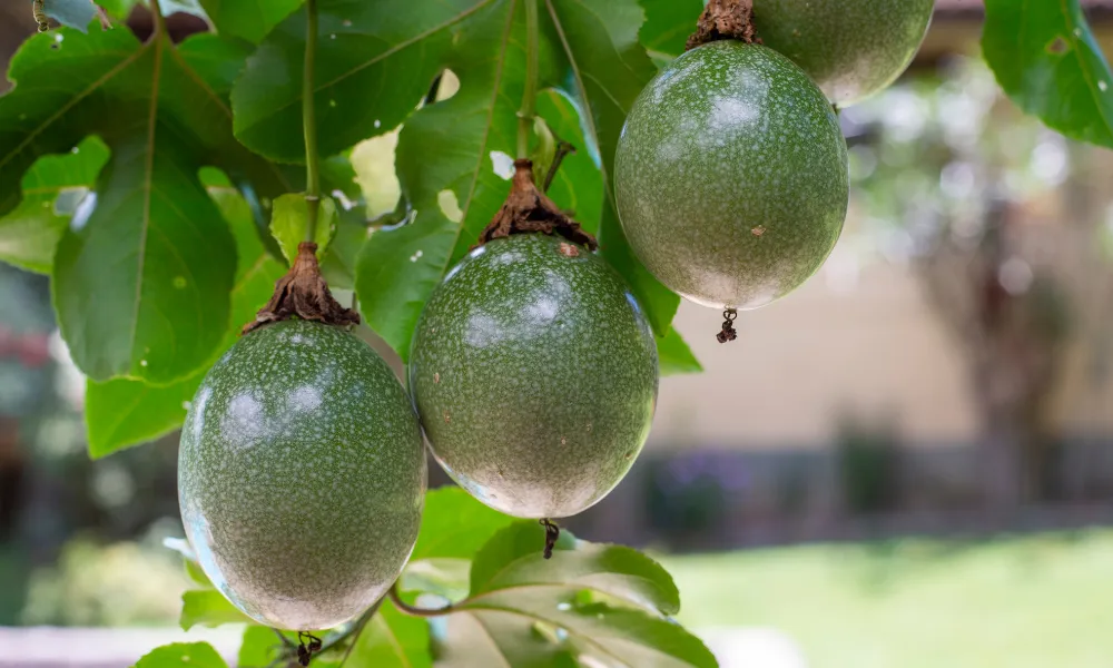 cultivar maracuja em casa