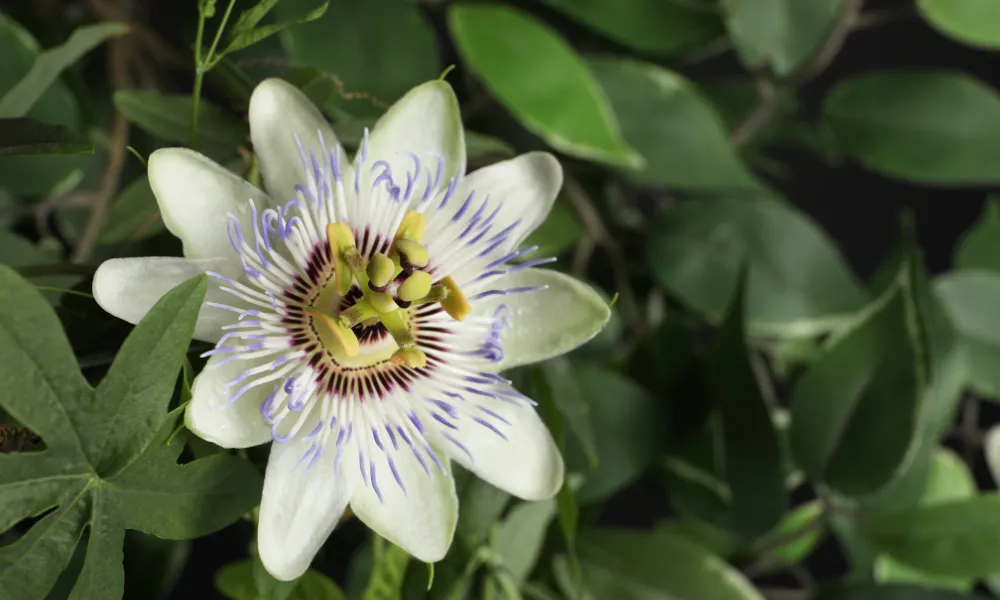 cultivo do maracuja (4) (1)