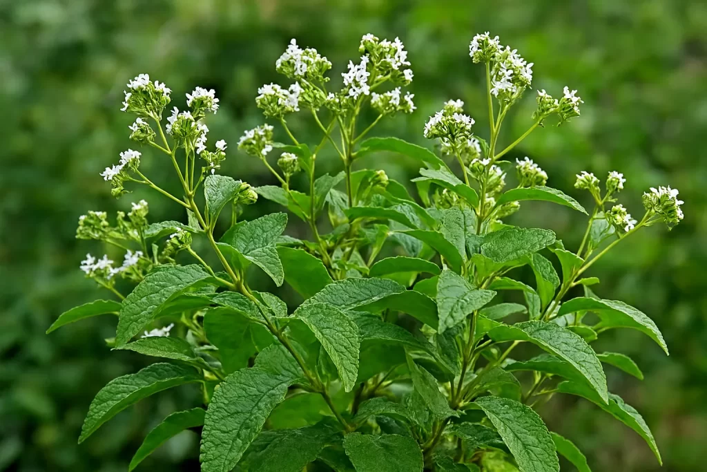 erva baleeira usos e beneficios Imagem Zabryel.Com