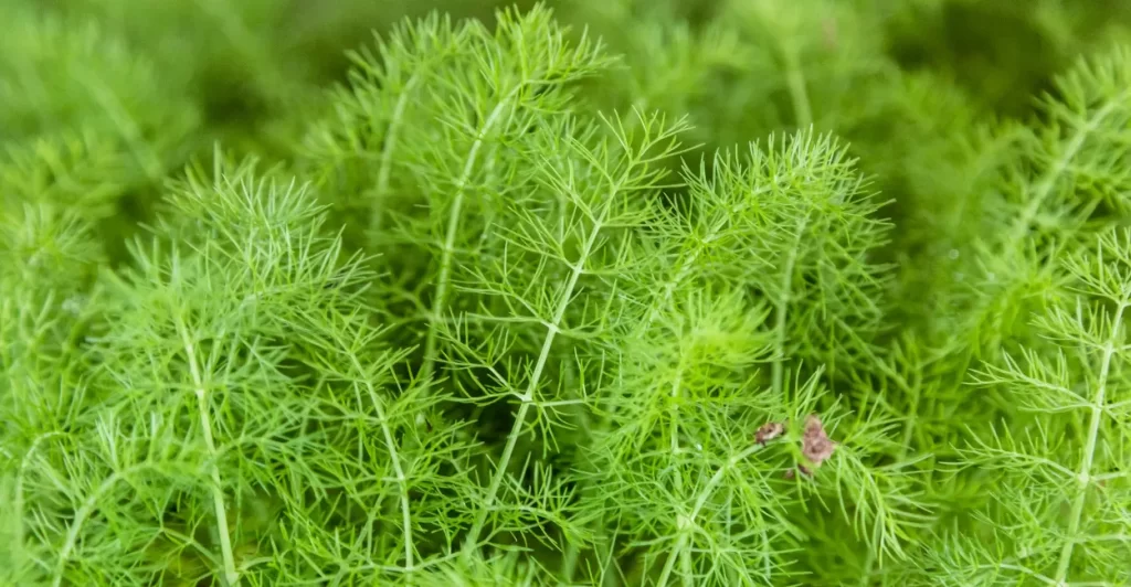 funcho para que serve e como usar (3)