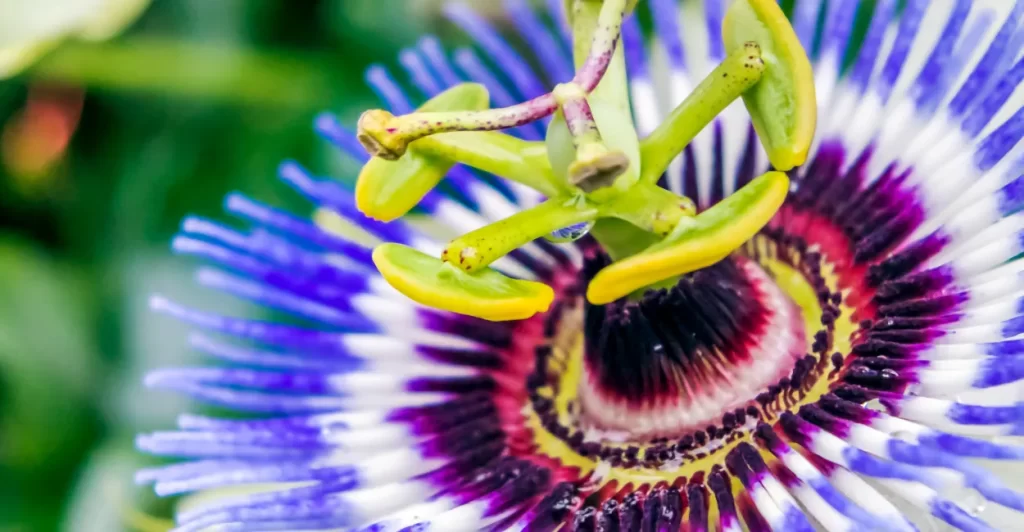 passiflora variedades beneficios cultivo limao beneficios usos