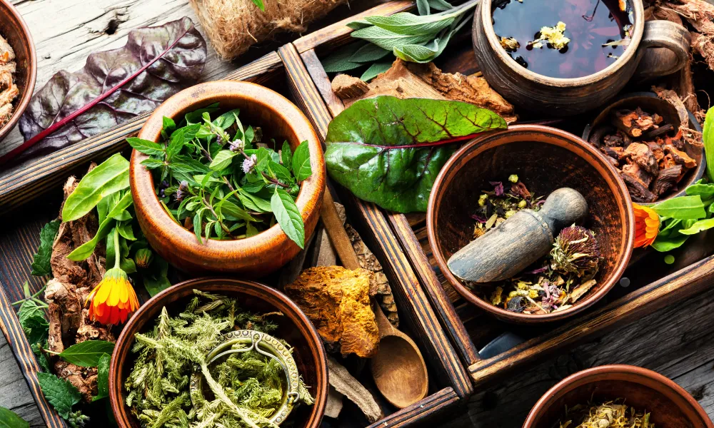 plantas medicinais fitoterapicos ervas aromaticas (3)