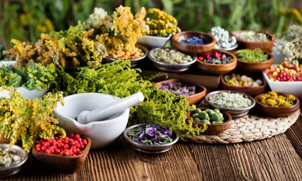 plantas medicinais fitoterapicos ervas aromaticas