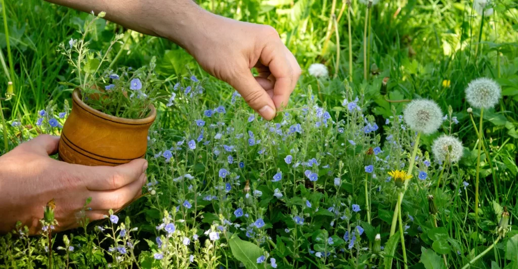 plantas-medicinais-lista-beneficios-usos-1024x532 Plantas Medicinais: Lista Completa de Benefícios e Usos