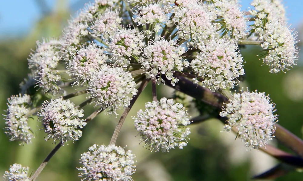 valeriana para que serve (3)