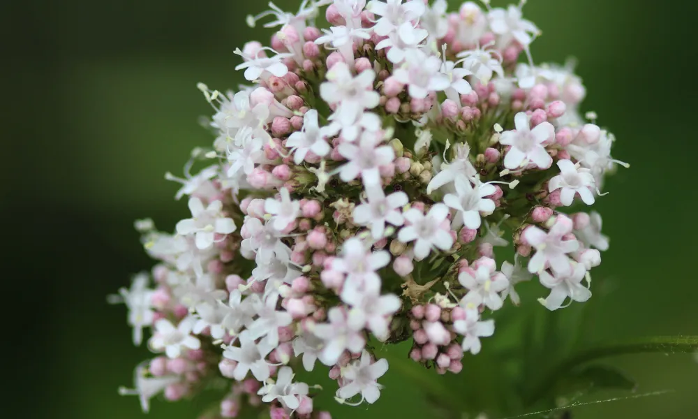 valeriana para que serve