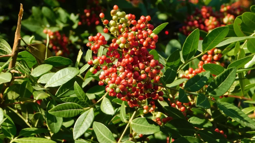 aroeira beneficios e como fazer o cha (2) (1)