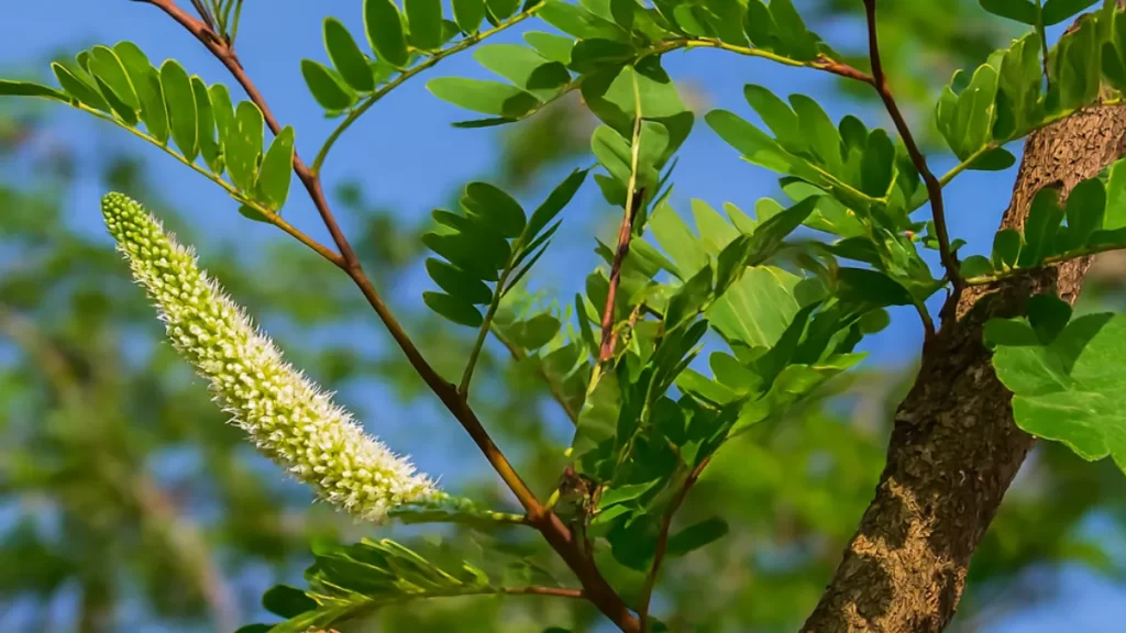 barbatimao para que serve beneficios usos (1)