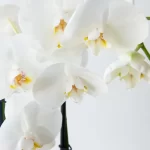 cuidados e cultivo de orquideas em casa