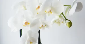 cuidados e cultivo de orquideas em casa