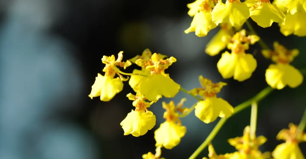 cuidados e cultivo de orquideas em casa (4)