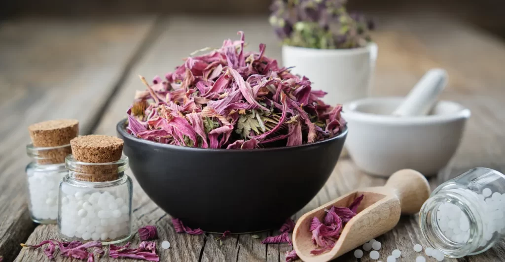 equinacea para que serve imunidade ansiedade cha (2) (1)