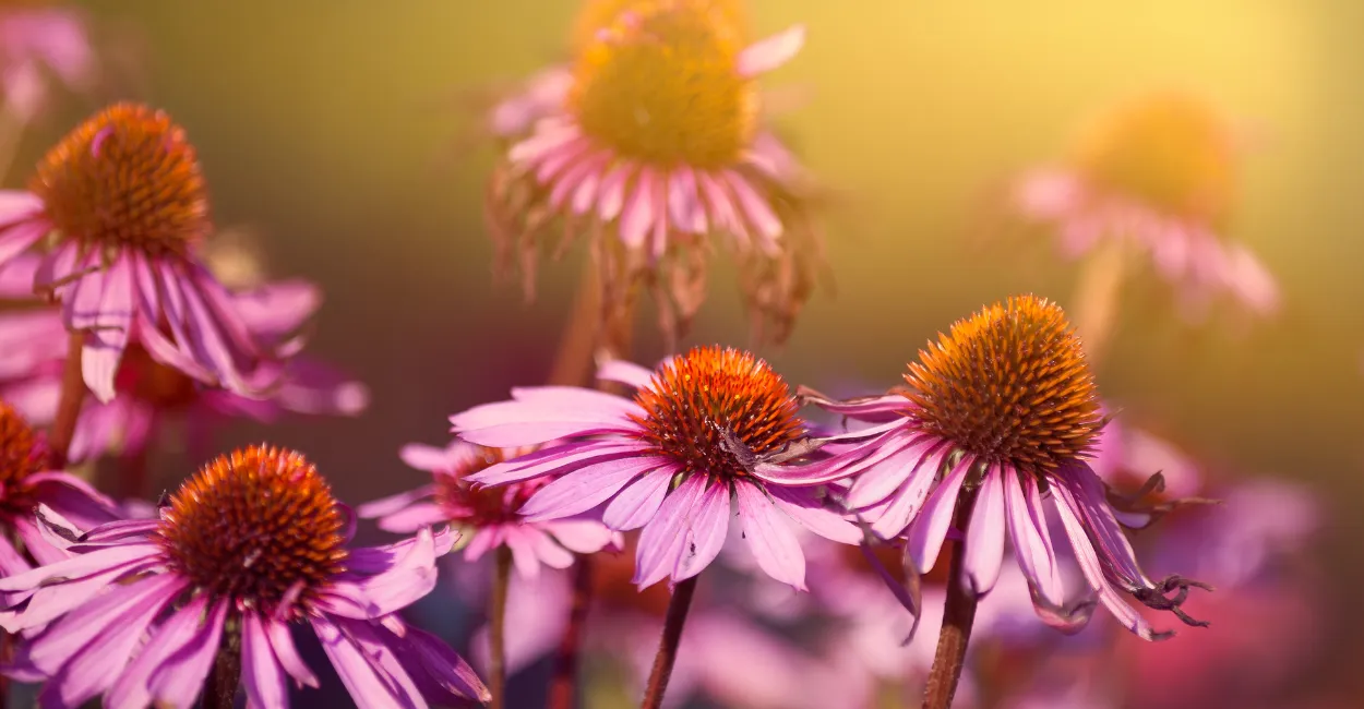 equinacea para que serve imunidade ansiedade cha (2)