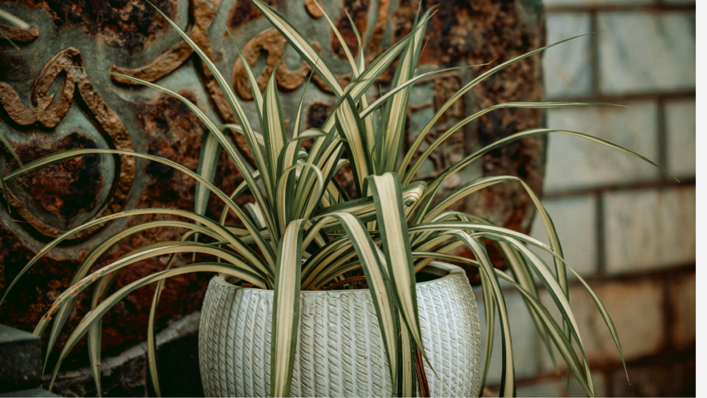 plantas-que-purificam-o-ar-palmeira-rafis-1-1024x576 5 Plantas que Purificam o Ar e Sobrevivem em Ambientes Fechados