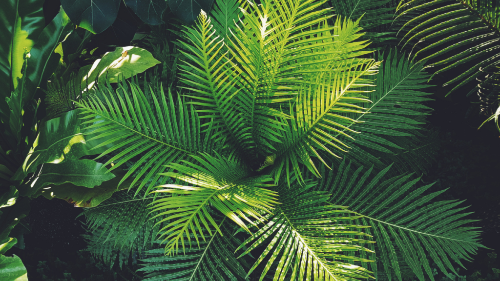 plantas-que-purificam-o-ar-palmeira-rafis-1024x576 5 Plantas que Purificam o Ar e Sobrevivem em Ambientes Fechados