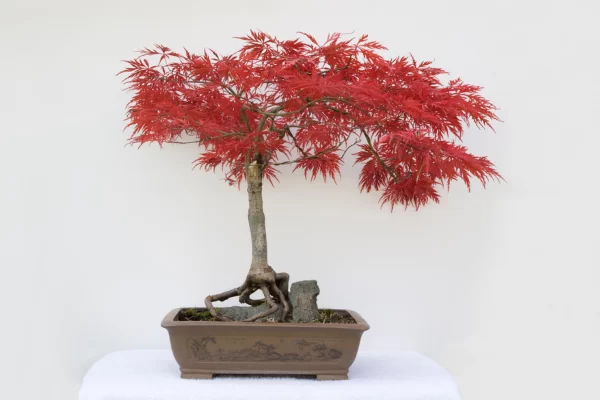 1-r5gkrwqrmaoy15a1pxowo7ihspg7md99a9oztk6jgg Como Fazer um Bonsai Significado: Passo a Passo com Simplicidade e Harmonia